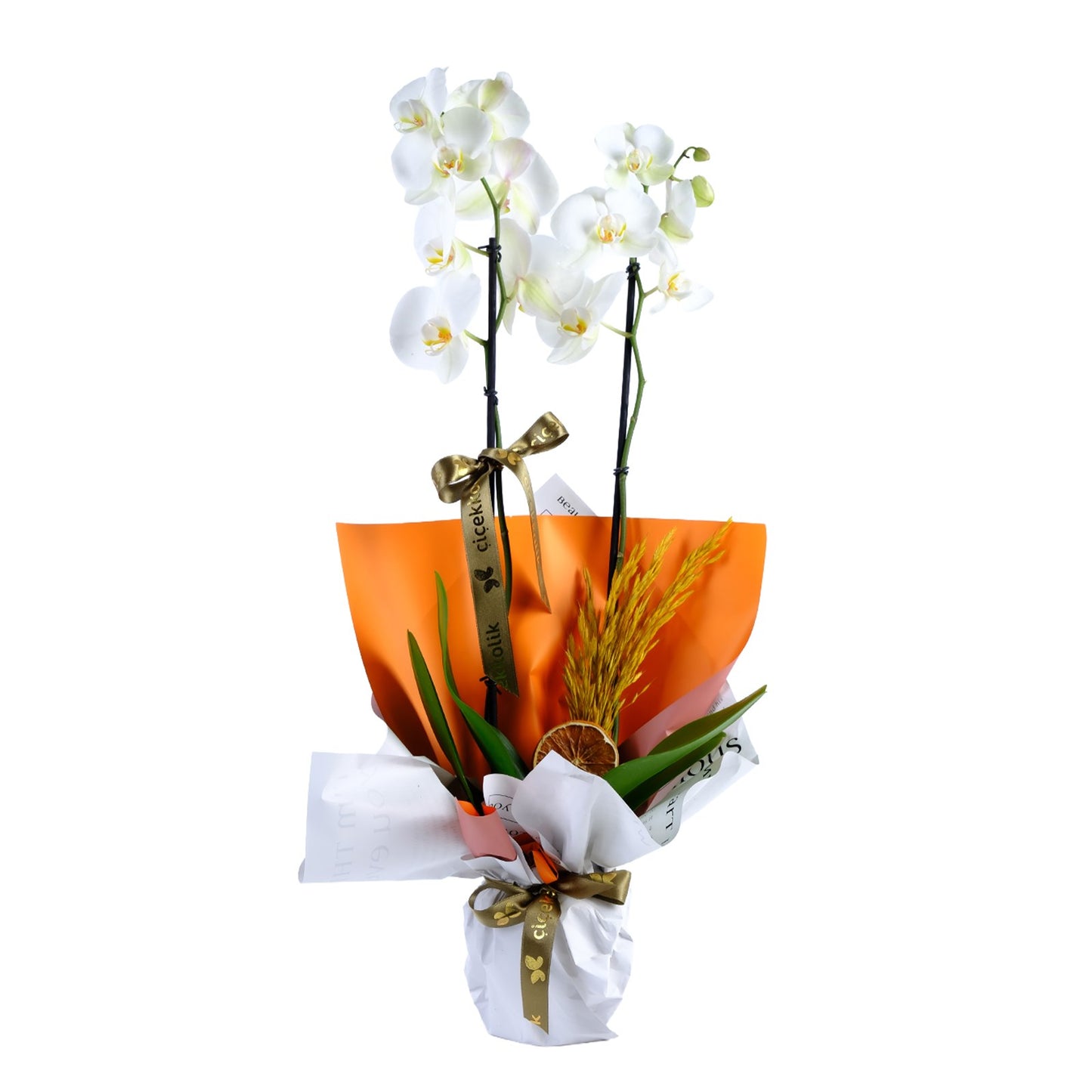 White Magic Love Orkide