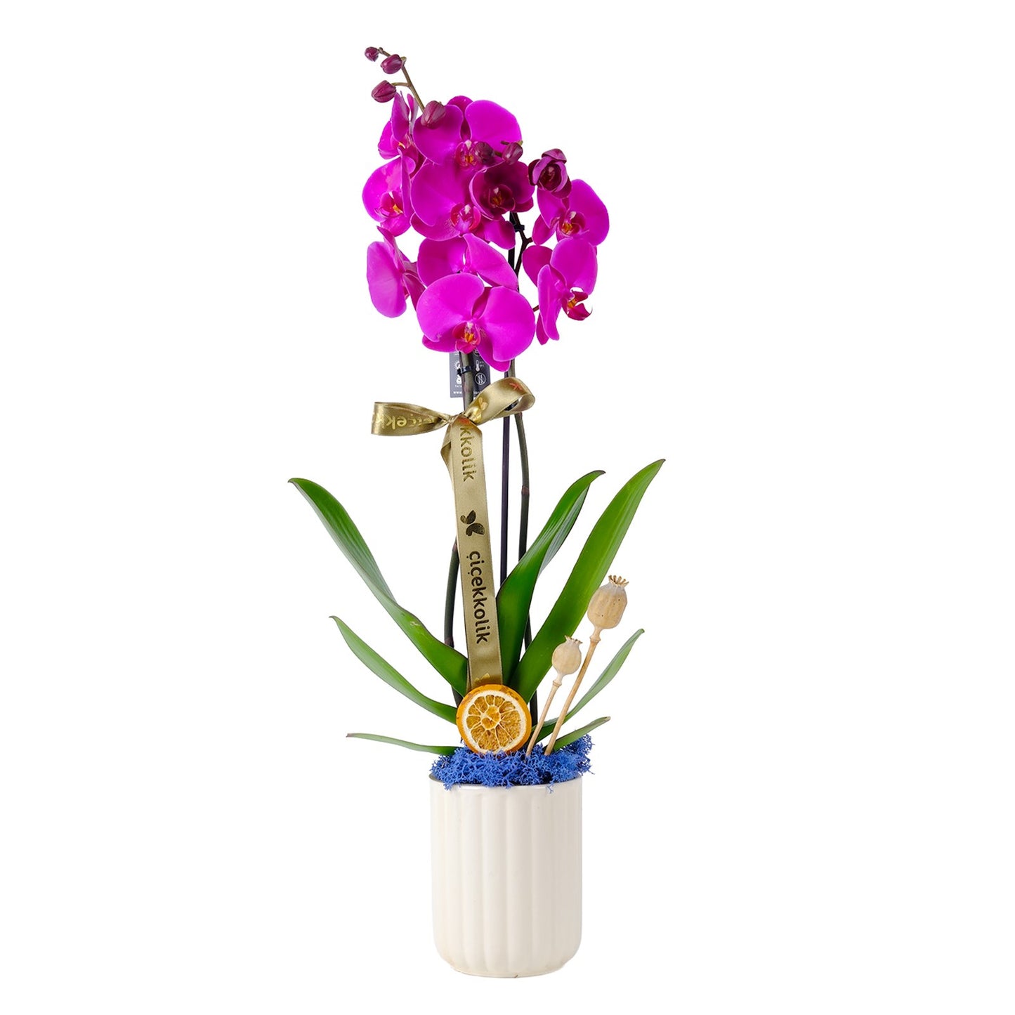 Double Smile Purple Orkide