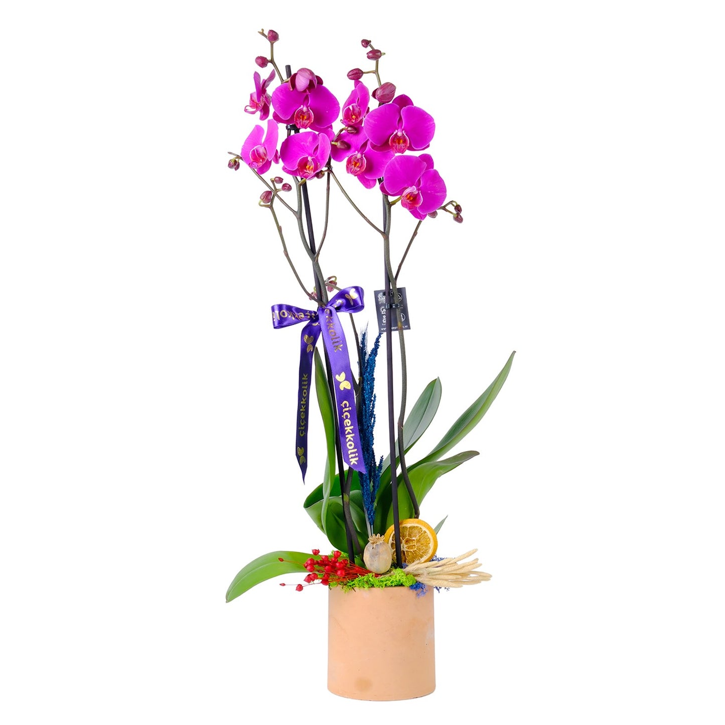 Gold Serial Special Orkide