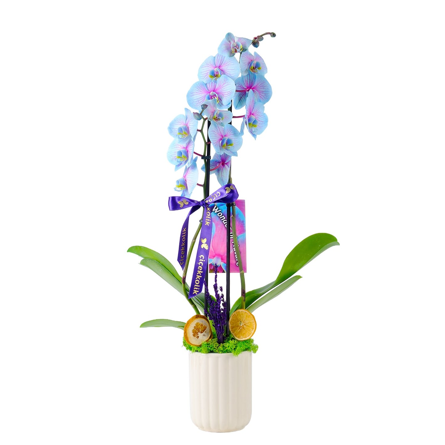 Wonder Glow Çiftli Mavi Orkide