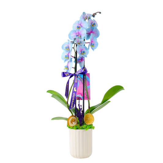 Wonder Glow Çiftli Mavi Orkide